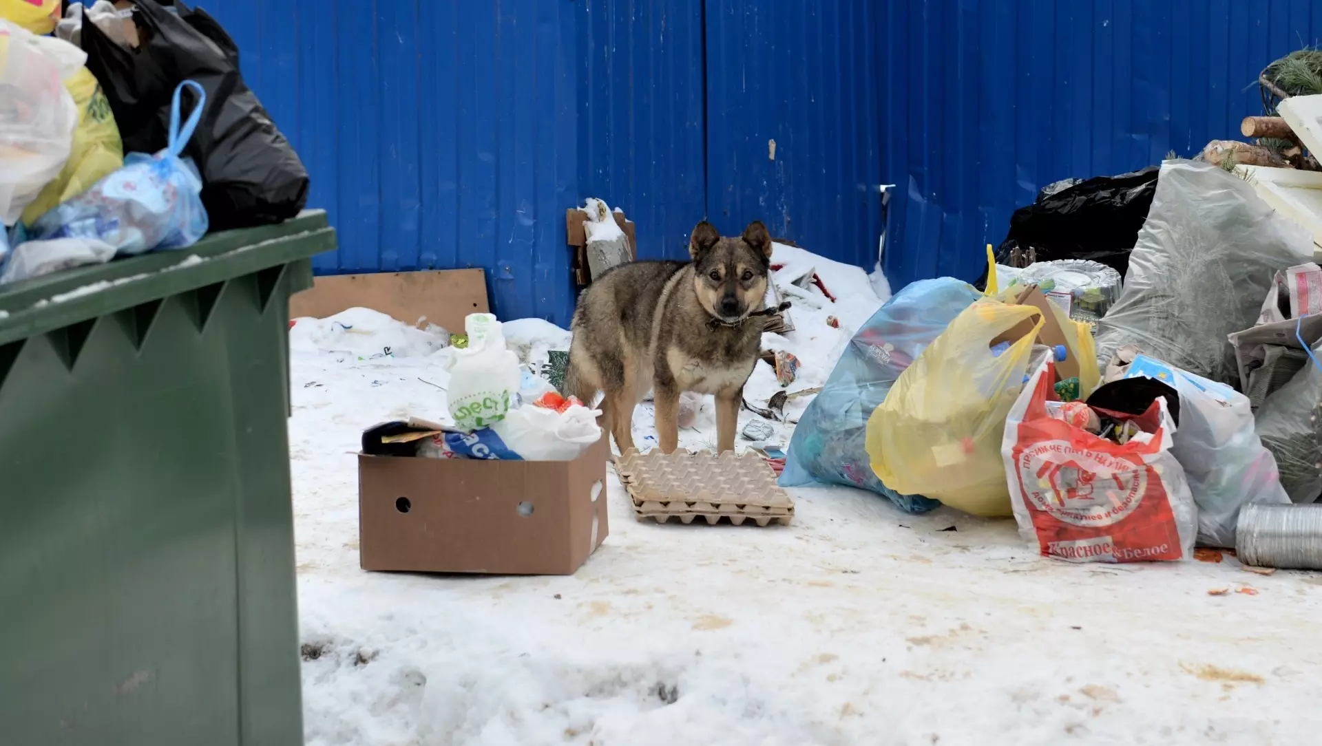 В Оренбуржье бездомных собак будут усыплять